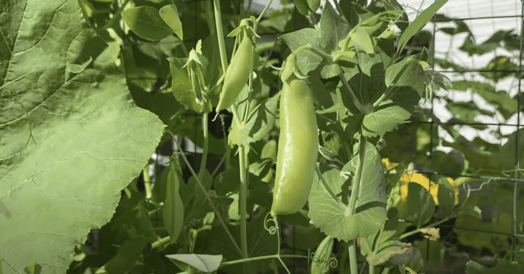 Growing Sugar snap peas in Florida